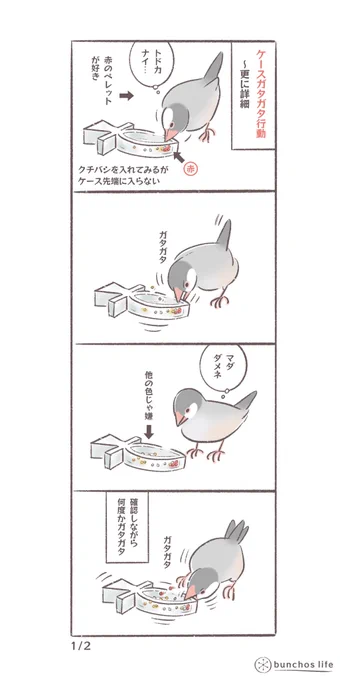 昨日投稿したペレット用のケースガタガタ行動は、偶然では?という風にも見えるのでもう少し細かく描いてみた
#文鳥
#bunchoslife 