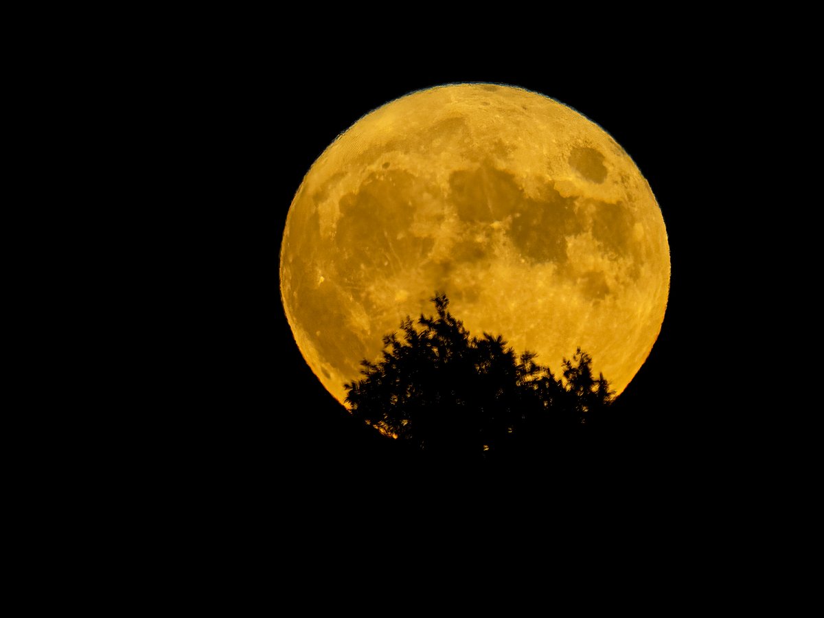 The last supermoon of 2022 as the Sturgeon #Supermoon was rising about the trees tonight. @weatherchannel #FullMoon #moon
