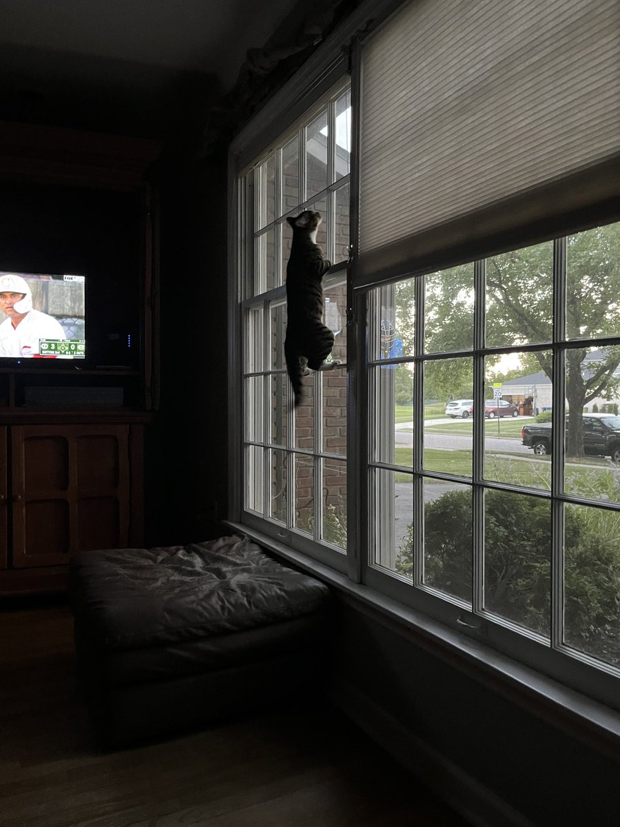 roach saw hummingbirds and went nuts