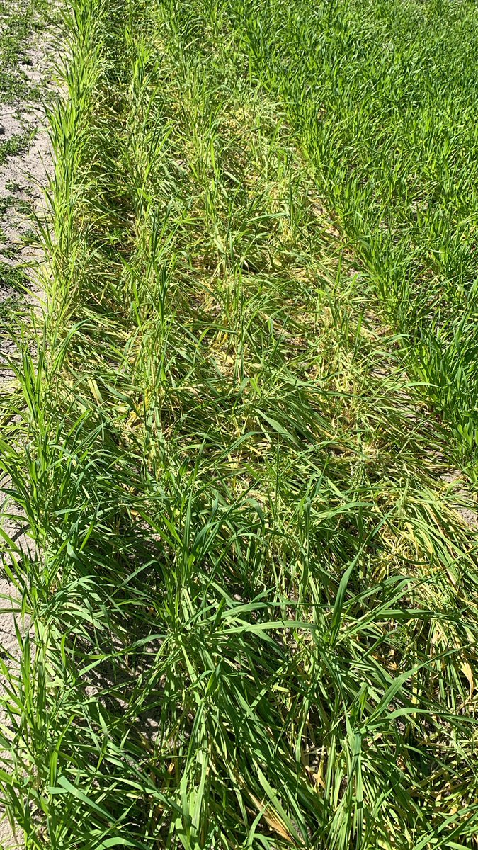 Urea was spread last Thursday to the high and low treatments. Back today to take second measurements! Eth295 is still looking sad after the recent damage.