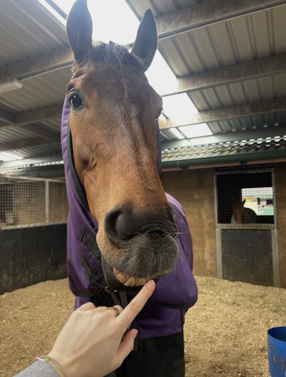emlees6's tweet photo. Smile if you’re back to the races tomorrow!!!!! #MUGATOO 🤍 
@Leesracing @ausbloodstock2 https://t.co/H17mwXgeik