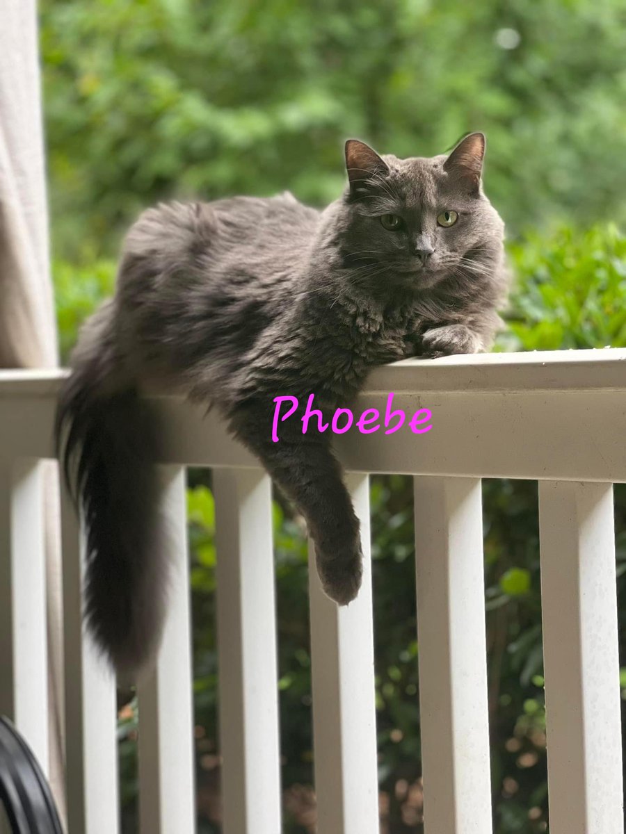 catsmacktalk's tweet photo. Help bring Phoebe home! 💜 https://t.co/GzVKAssMsy