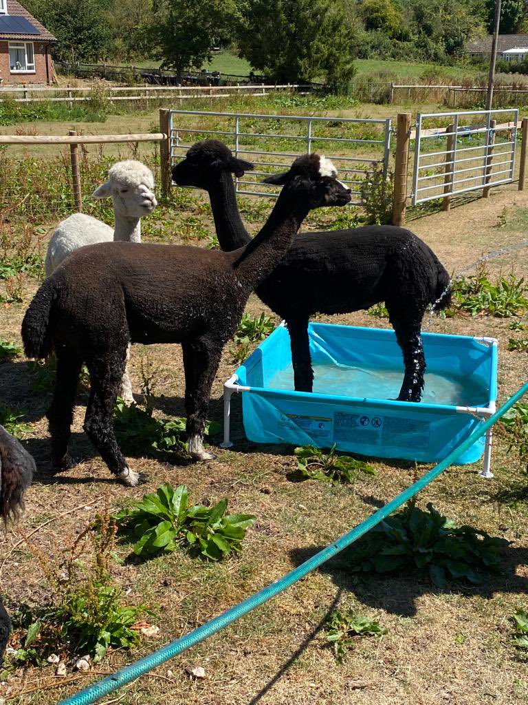 cheselalpacas's tweet photo. Hot weather relief! #keepingcool #alpacas #paddle #HotWeather https://t.co/s14f3okpgn