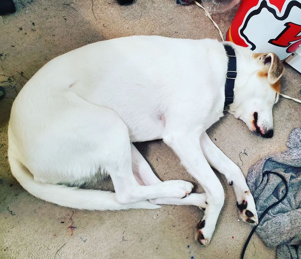 EmbroideryOnDem's tweet image. Anyone else have a coworker that sleeps on the job? No? Just me? It&apos;s a good thing he&apos;s cute 😍 
#dogsofinstagram #lazycoworkers #smallbusinessowner #smallbusiness #embroidery #embroideryondemand #shopsmallbusiness #supportlocalbusiness #labmixesofinstagram #cutedoggo