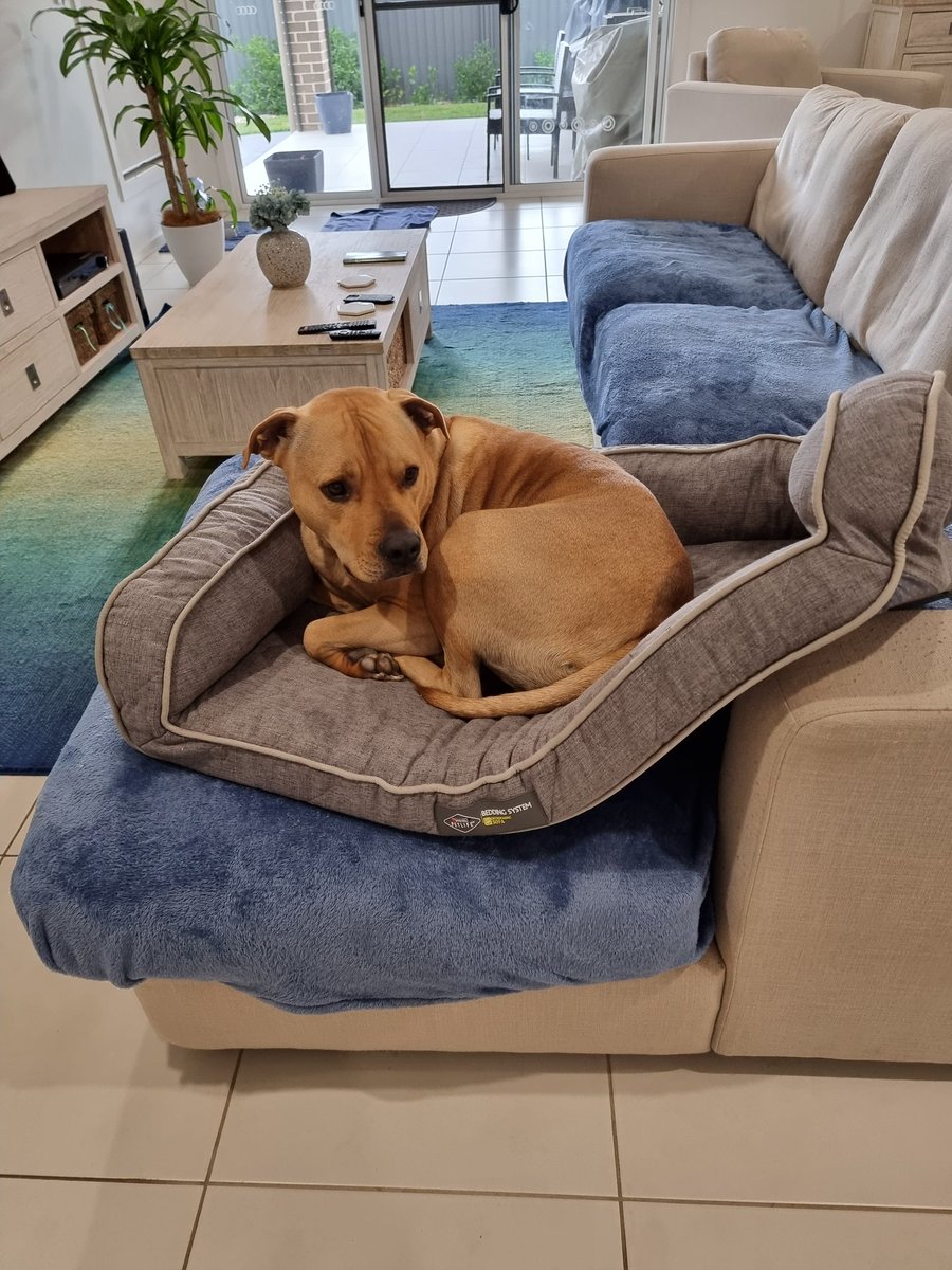 I threw the bed on the lounge so I could vacuum.  Obviously this is the most comfortable place in the house now!  😂 ♥ #staffy #staffie #personality #different