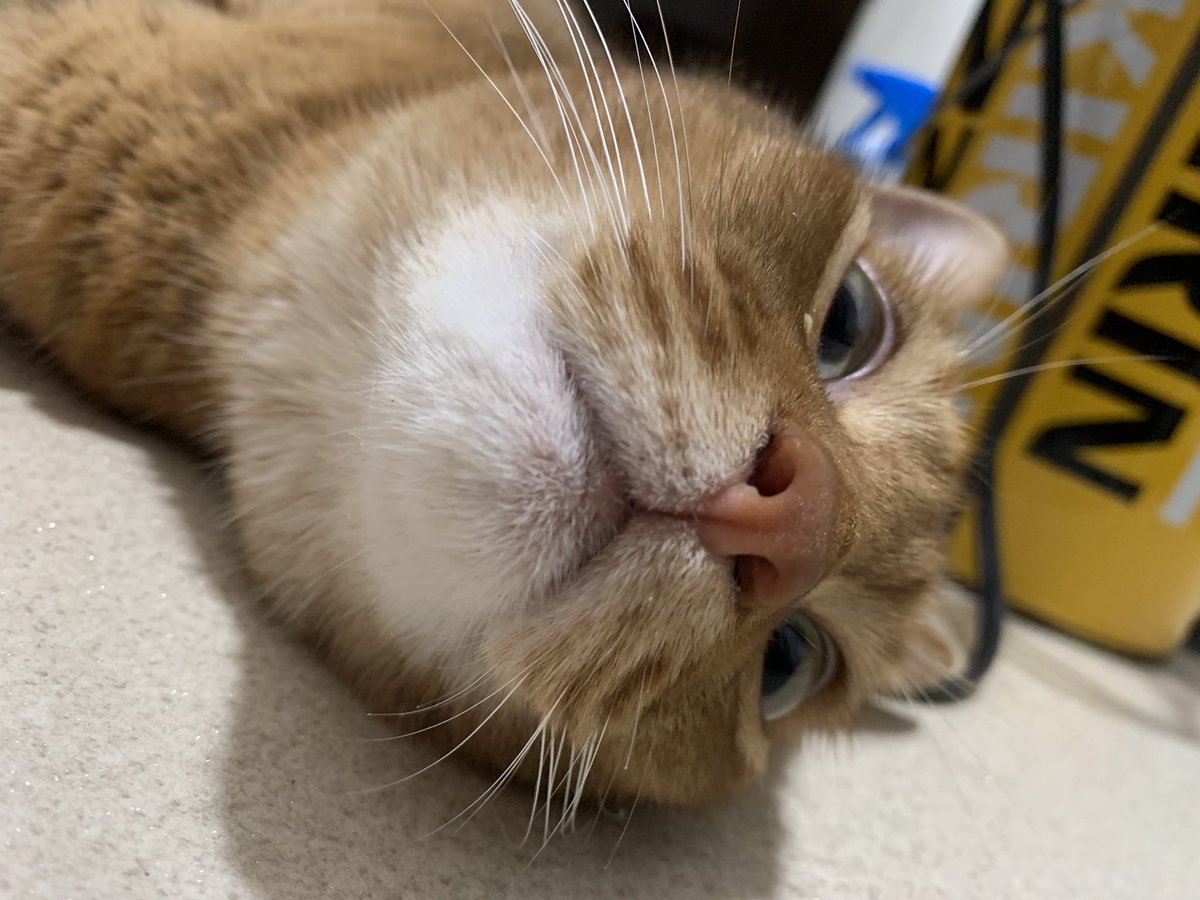 chachamaru8686's tweet photo. 暑すぎて猫と一緒に床で伸びてる https://t.co/SQ1xnoQHsj