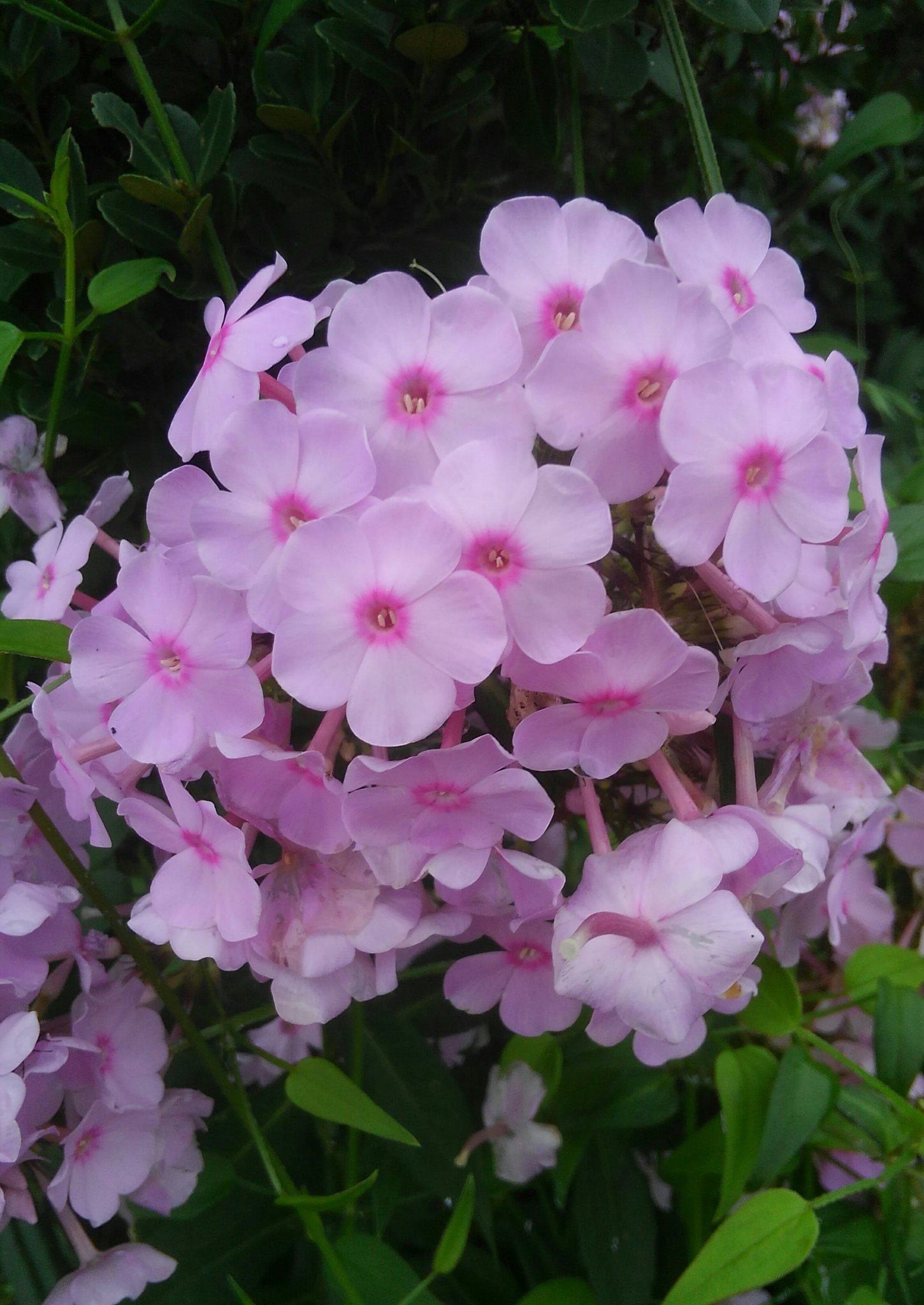 تويتر 野に咲く花 على تويتر 8月12日 金曜日 花は クサキョウチクトウ 花言葉 同意 一致 同意 一致してこそ喜び 楽しさ やりがいがあることもあります 共有の難しさと大切さ 花言葉は それを思い出させてくれます T Co Xj7uu27svj