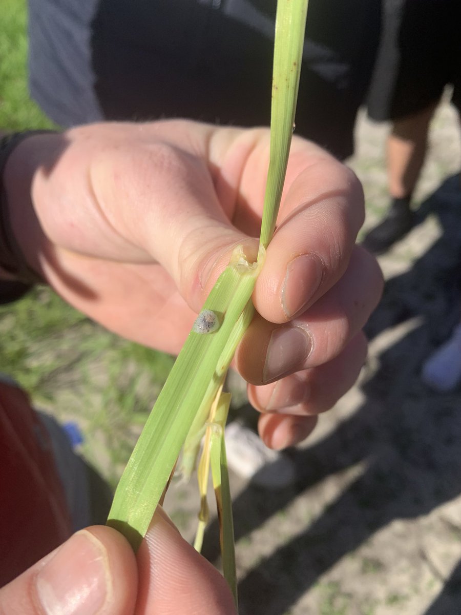 We have found what looks like weevils in our barley. Can anyone help us identify from these photos? <a href="/Bec_Swift_/">Bec Swift</a> <a href="/SJB_Ag/">Sarita Bennett</a>