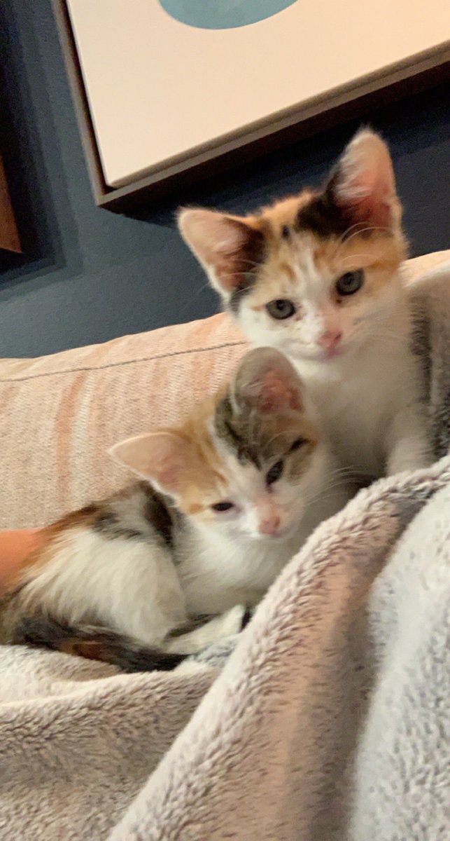 tperko12's tweet photo. @memesiwish This is Babushka and Risotto nicknamed Booshi and Rizzo! https://t.co/z5d5rFmr39