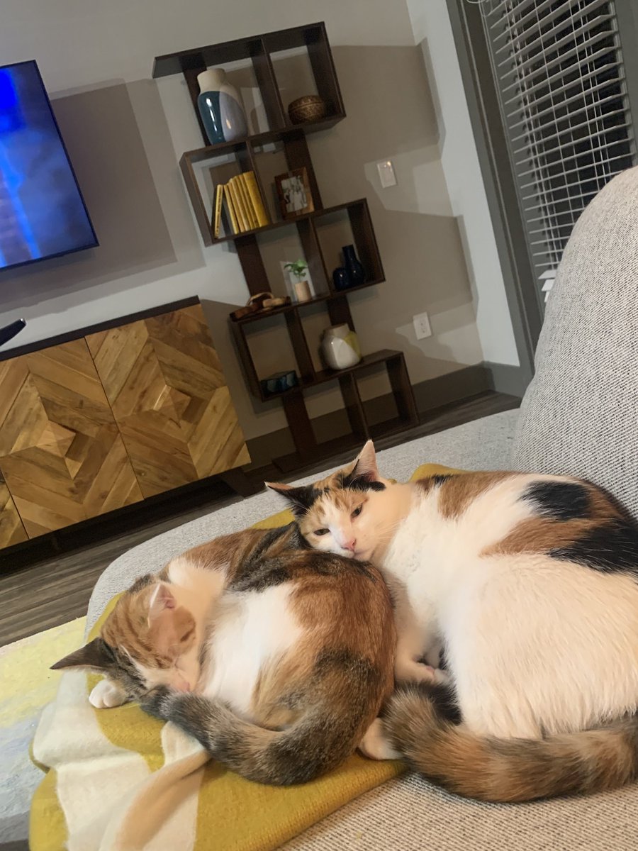 tperko12's tweet photo. @memesiwish This is Babushka and Risotto nicknamed Booshi and Rizzo! https://t.co/z5d5rFmr39