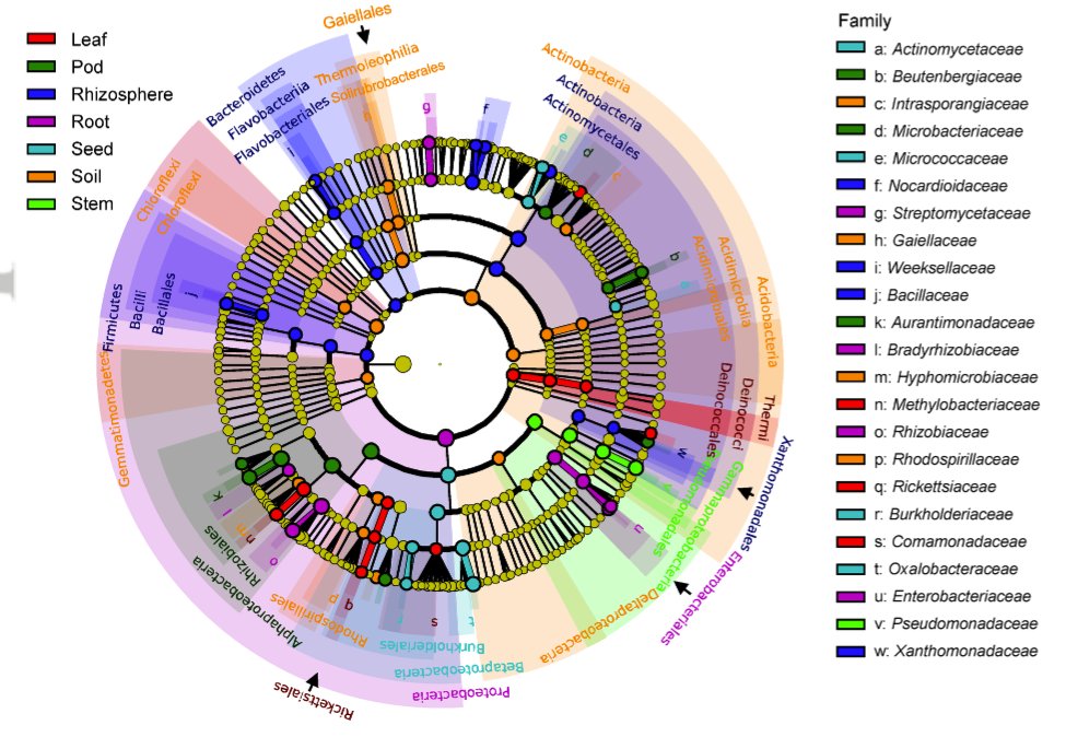 Whole plant microbiome profiling of soybean reveals a novel geminivirus associated with soybean stay-green disease. 
onlinelibrary.wiley.com/doi/10.1111/pb…

<a href="/wileyplantsci/">Wiley Plant Science</a> <a href="/SEBiology/">SEB @sebiology.bsky.social</a> <a href="/AABiologists/">AAB @aabiologists.bsky.social</a>