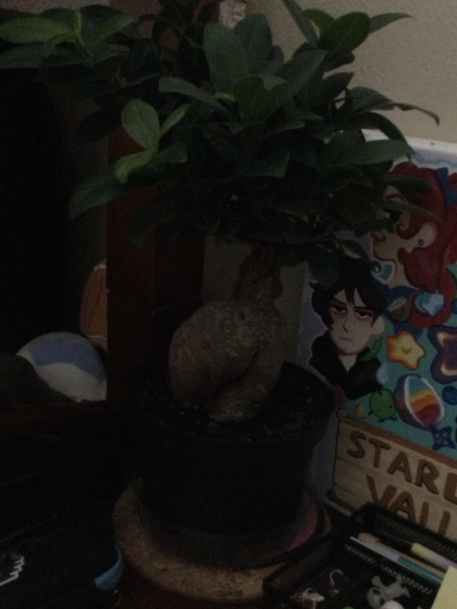 “Oh so you like plants? Cool.”
”yeah”
“um, so, what types?”
me:
friend: 😶…
#buttplant #bonsai #ficusmicrocarpa #booty