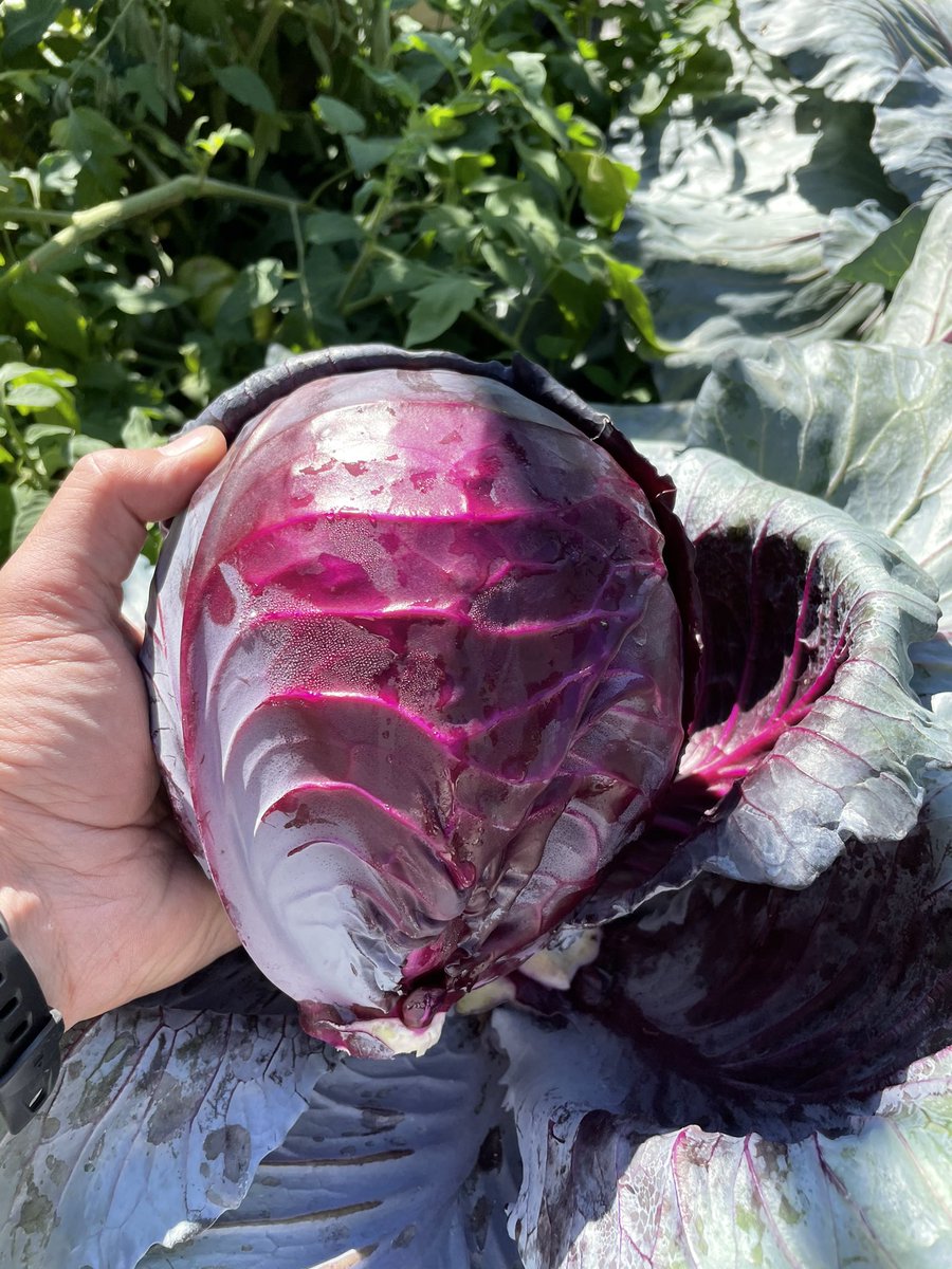 First red cabbage harvested today.  Making traditional rotkohl with red current jam, red wine vinegar, sour apple and spices.