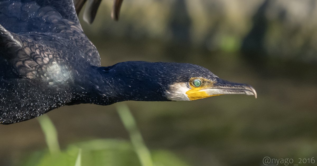 #飛翔 #カワウ さんのお顔♪
#GreatCormorant #鵜 #cormorant #鳥 #野鳥 #bird #wildbird