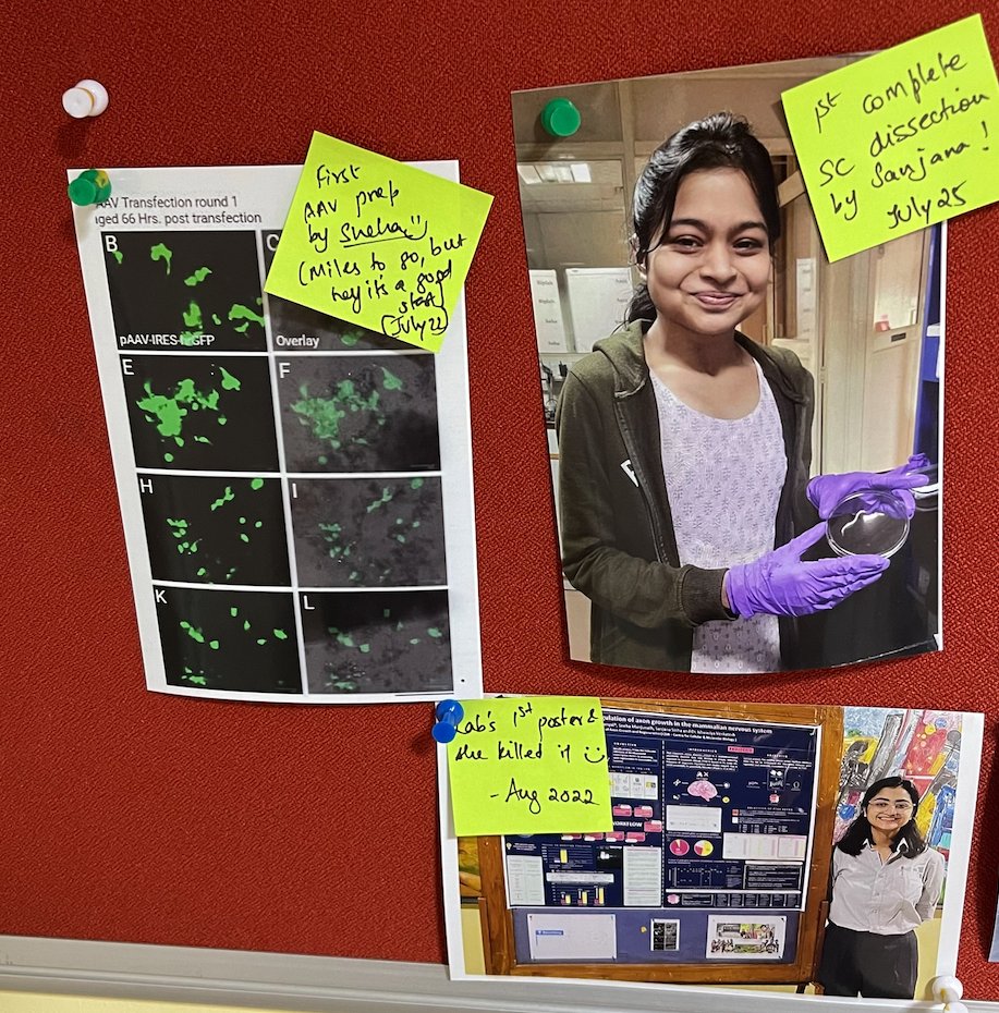 💯 Life in science is punctuated with disappointments, this is why I encourage trainees (&amp;PIs) to celebrate the small wins along the way! Our lab corkboard has a corner dedicated to small wins -1st intact spinal cord dissection, 1st AAV prep, 1st lab poster, you get the drift.