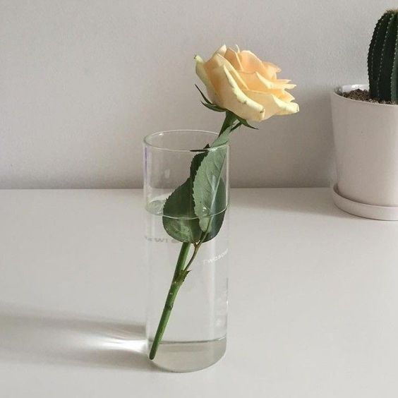 forsomnia's tweet photo. ~ you’ve got a delivery: Waffles and Latte + Roses

to: @multisomnia

from: anon
💌: "#10Friday, ❤️One day at a time, little by little, you will get to where you are meant to go. Sometimes you do not realize how far you have come until you take a look back + https://t.co/bR74k5ZkeR