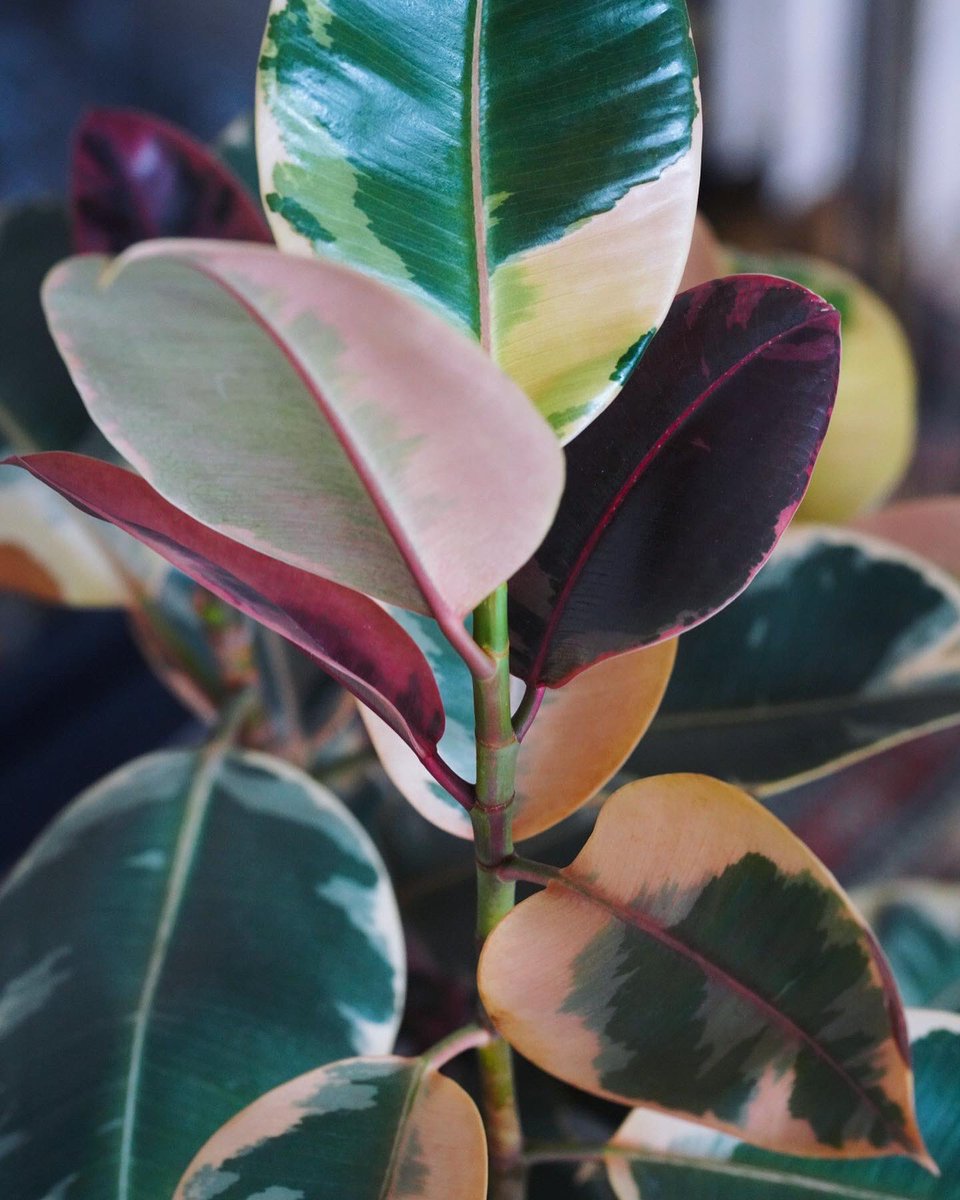 Kuroyan26870740's tweet photo. Ficus elastica 'Ruby' 

旅先から担いで帰った鉢にイン💚🧡♥️💜✨

一目惚れしたラグもご一緒に💙✨

#ficus #ficuselastica #ficusruby 
#フィカス #フィカスルビー #斑入り #variegata #variegataplants https://t.co/A4mwsBdLBC