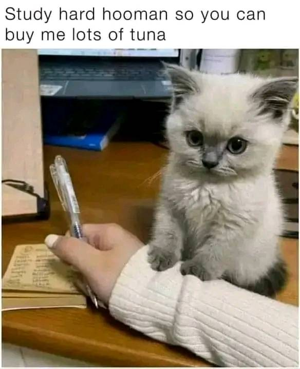 WholesomeMeme's tweet photo. https://t.co/RxK5vLgC5k