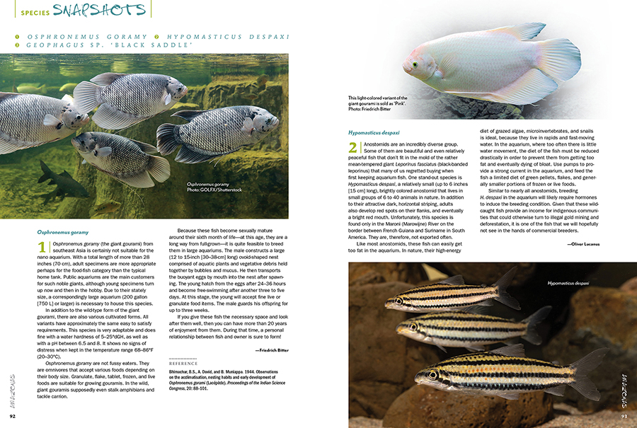 AmazonasMag's tweet photo. #AMAZONASmagazine #InsideLook #Rainbowfishes issue - #SpeciesSnapshots, a look at rare and unusual #fishes showing up in the #aquarium trade and hobbyist circles. In this issue: #GiantGourami, #Osphronemus gouramy; #Hypomasticus despaxi, #Geophagus sp. ‘Black Saddle’ #aquariums https://t.co/cXweME5wjB