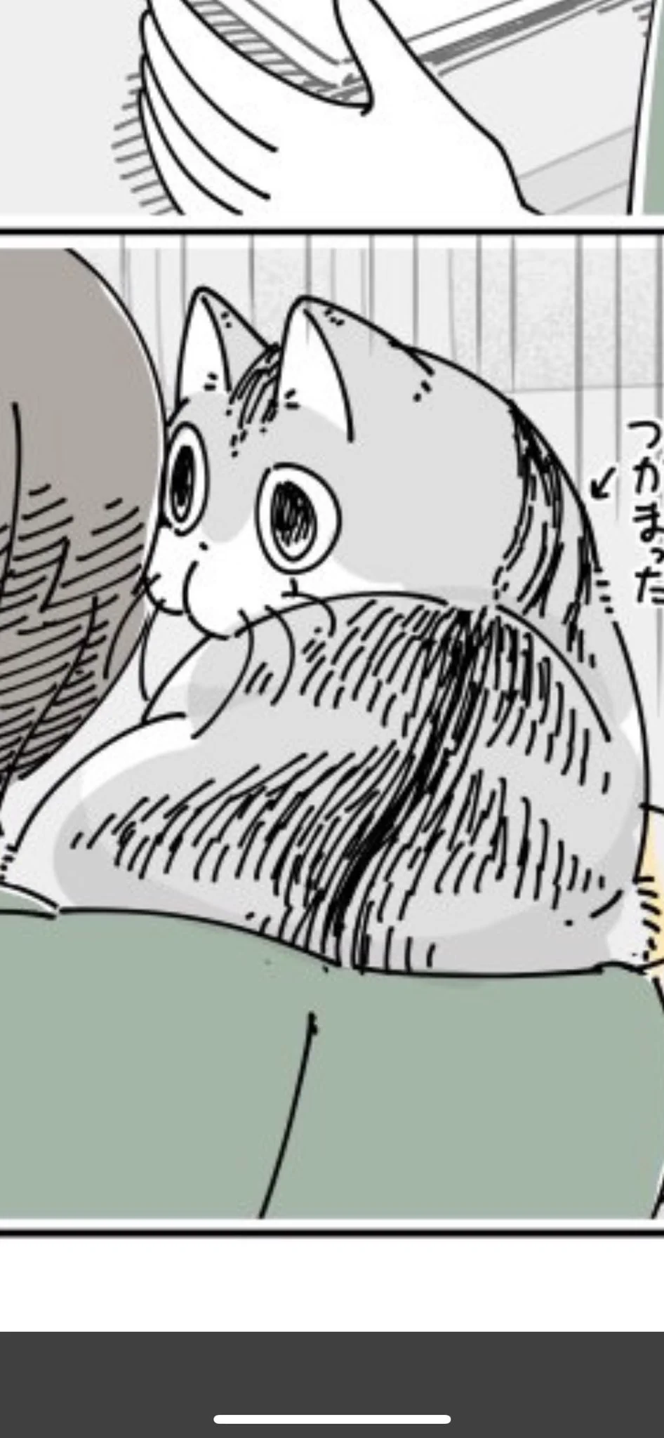@kyuryuZ 捕まったときの、盛りあがってるところが可愛い😍🐈 