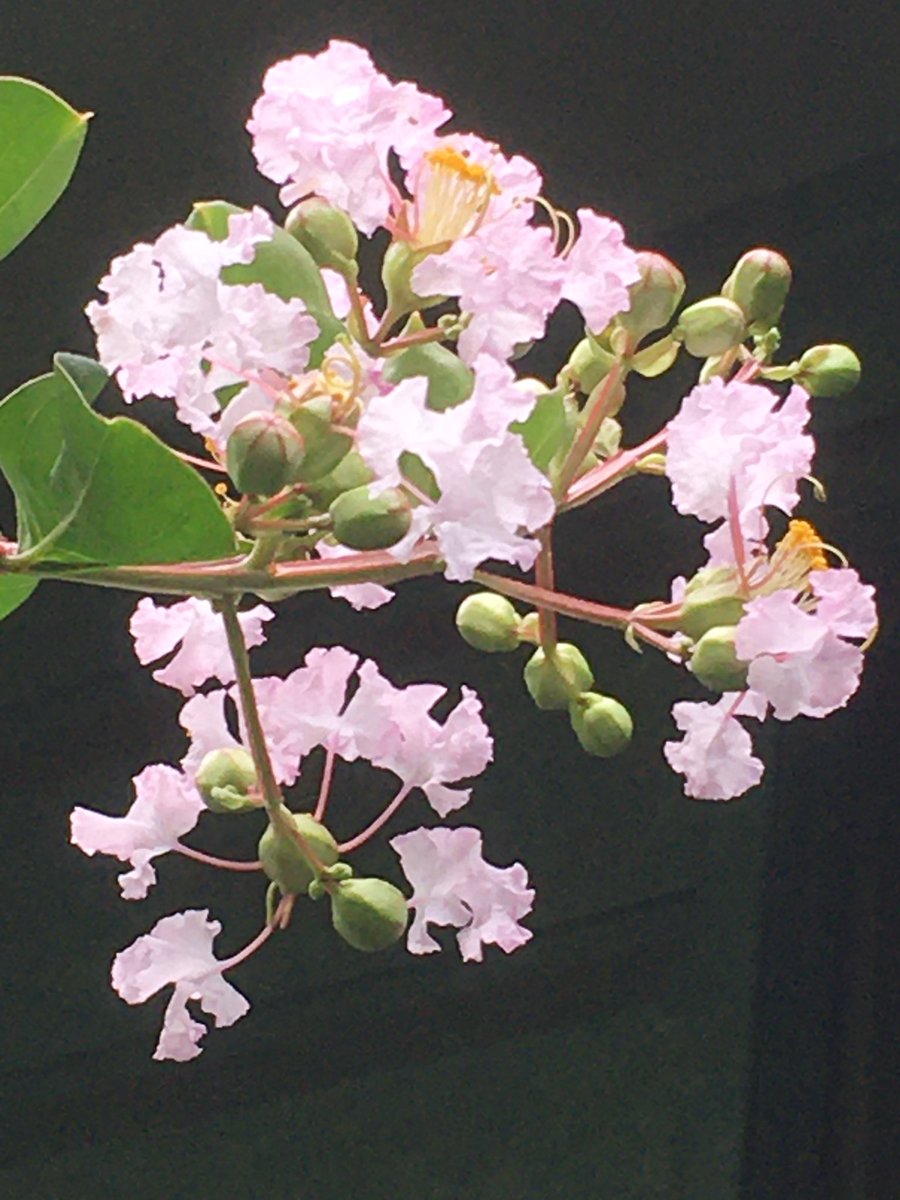 sentomo3's tweet photo. 果樹、その他の開花状況

①,②サルスベリ
　（4番目に開花)

私が一番気に入っている薄いピンクのサルスベリです

＃サルスベリ https://t.co/U2o83QTJmk