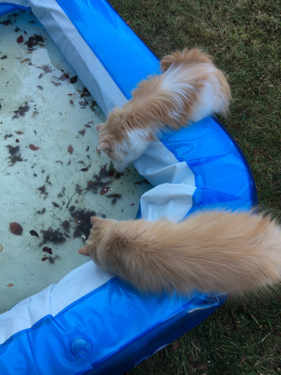 Sasperella32's tweet image. Meowning!  Watching the water going out of the #paddlingpool.  It needs a clean appawrently.  We’re checking for zombies, potential food or toys. #hedgewatch #ZSHQ #goodmorning