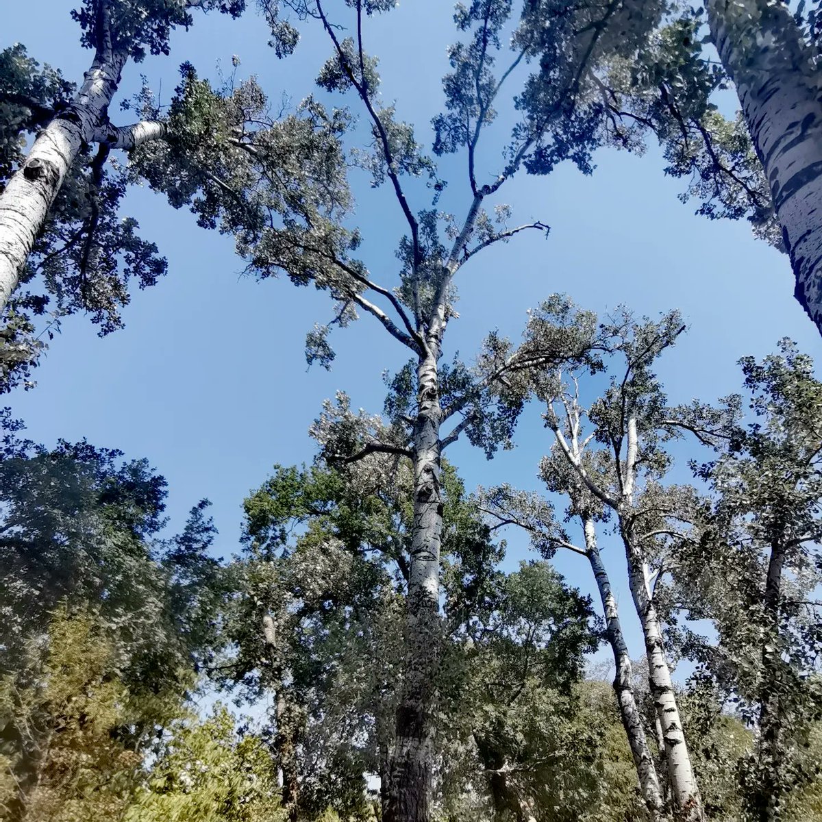 Ajuntament de Bordils tweet media