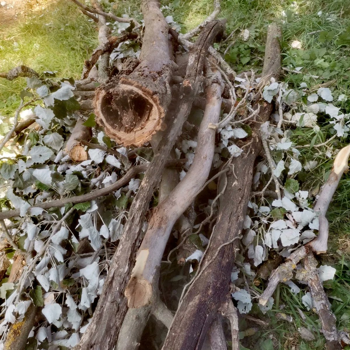 Ajuntament de Bordils tweet media