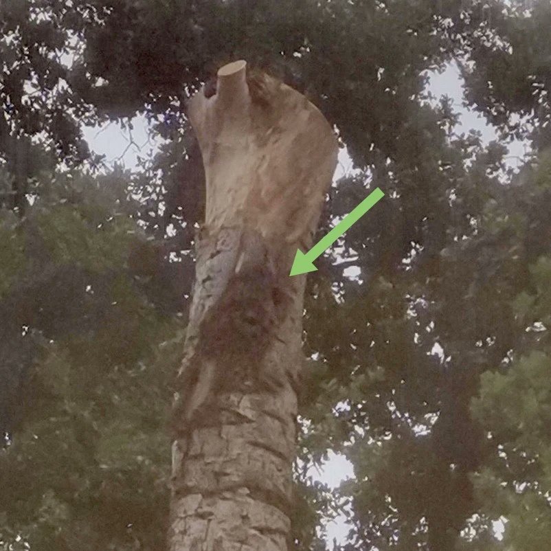 Ajuntament de Bordils tweet media