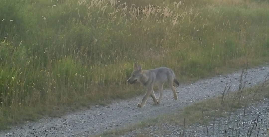 ALGeboes's tweet image. Le Réseau Loup wallon a annoncé hier la présence d'au moins 5 louveteaux dans la meute des Hautes-Fagnes (photo SPW DEMNA).
En Flandre ce sont finalement 9 louveteaux qui ont été vus ensemble par les pièges photos de l'INBO!
m.facebook.com/story.php?stor…