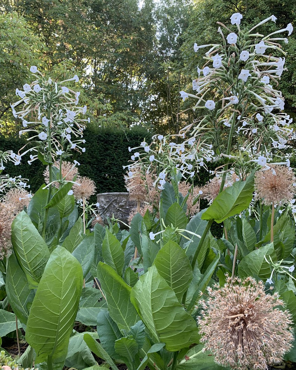 Nicotiana Sylvestris Only The Lonely