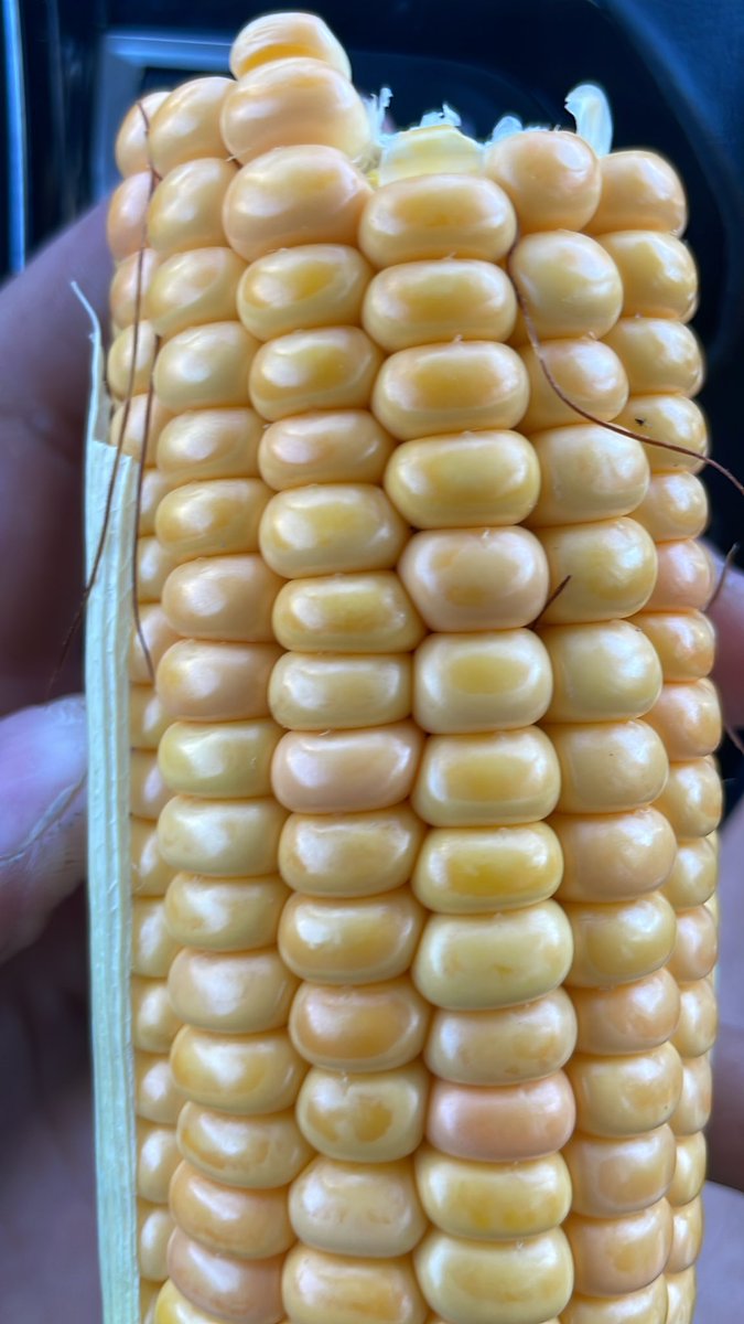 Les experts des ensilages , j’ai une problématique pour vous : encore combien de jours avant les ensilages ? :   Je pense être à 25% de MS , encore 15j et on est bon ? La bise