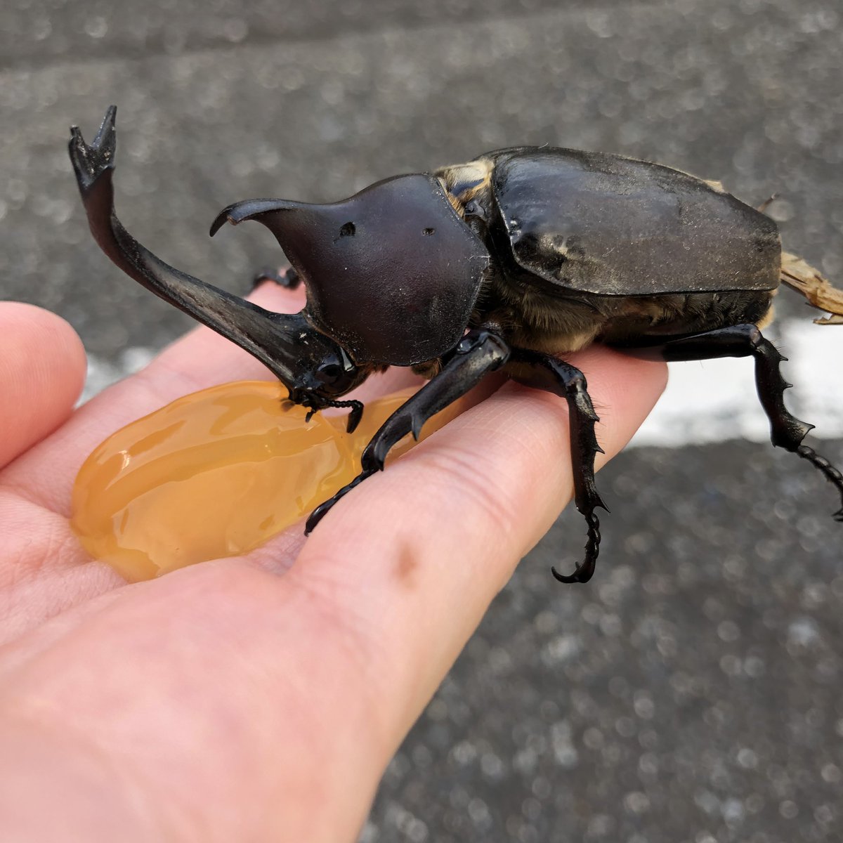 ほんとは良くないけどカブトムシお腹すいてたから大事にとっておいたチェンソーマンゼリーを分け合いっこした…キミも人間だ 