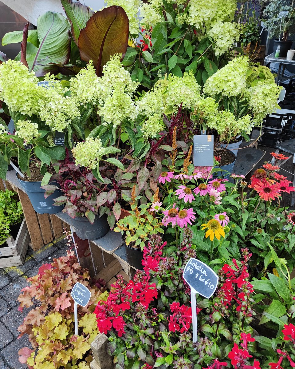 Plenty of summer colour for the stall at #limerickmilkmarket tomorrow - I'm planning an autumn workshop schedule this weekend, gardening, houseplanting, flowering - and more!