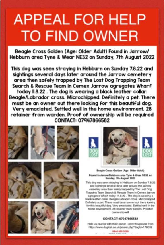 The_Animal_Team's tweet photo. 🆘APPEAL FOR HELP🆘 #BeagleX #Golden #Found in #Jarrow/#Hebburn area #TyneAndWear #NE32 area, Sunday, 7/8/22. Please read details below.⬇️⬇️ Proof of ownership will obviously be required. https://t.co/xgpIH3bg1Q #FoundDog #dogsoftwitter #dogs #NorthEast https://t.co/RkCE2NC518