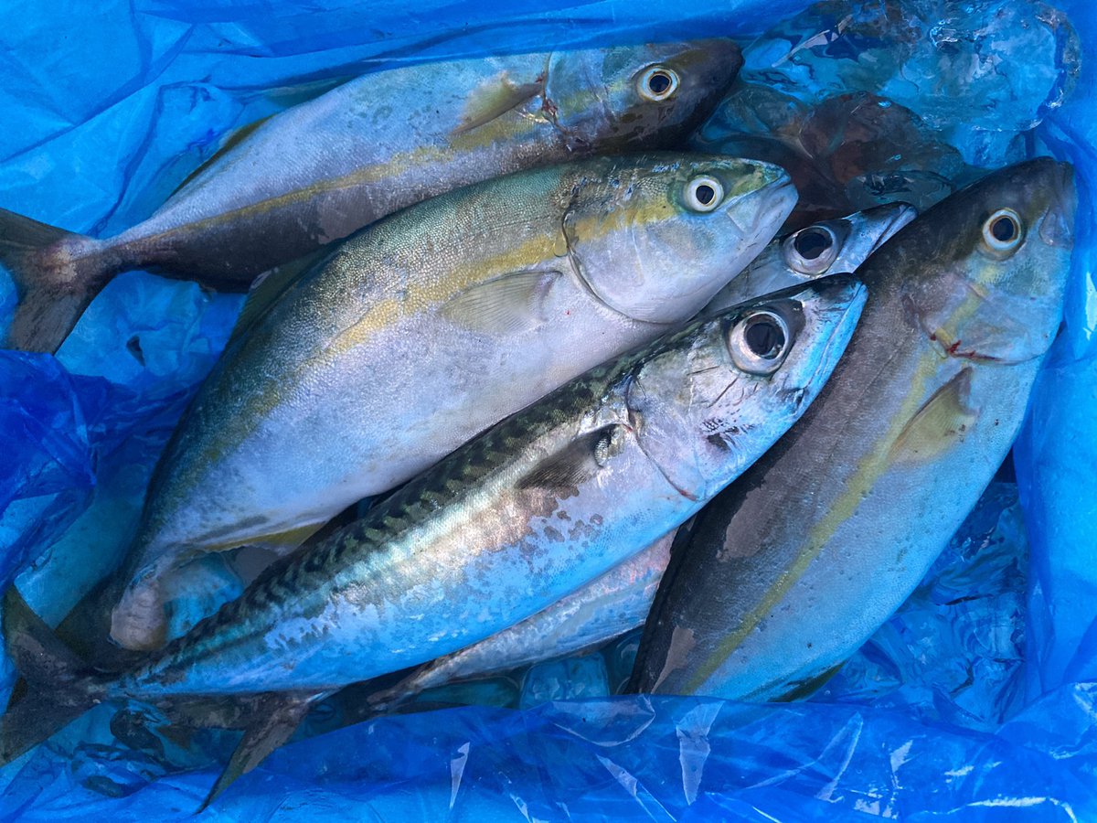 naok3588's tweet photo. 本日の釣果🐟 https://t.co/6DjfcZwyTC