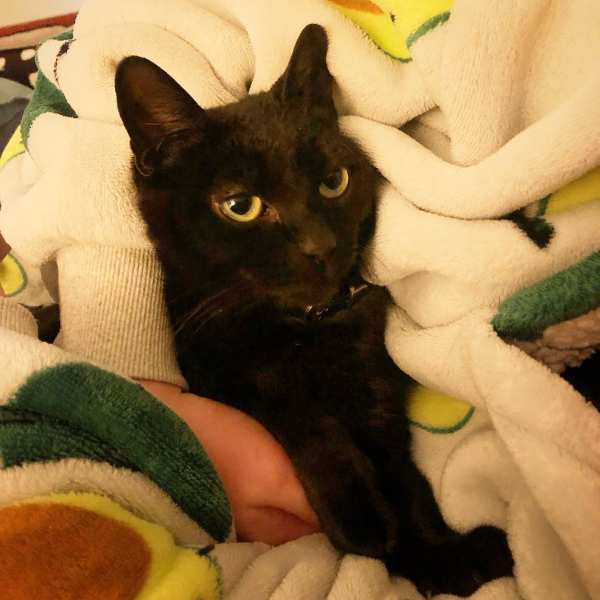tvaughanEdu's tweet photo. I love being cuddled by this human very much, I just donβt know how to smile! #CatsOfTwitter #CatsOnTwitter #blackcat #cat #blackcats #cats #catsofMelbourne https://t.co/t5tEDZE8Md