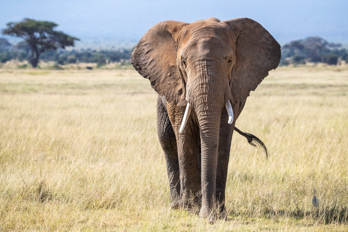 Both spiders and elephants are highly sensitive to the ‘silent’ vibrations that move along surfaces (as are many other animals too!) #WorldElephantDay