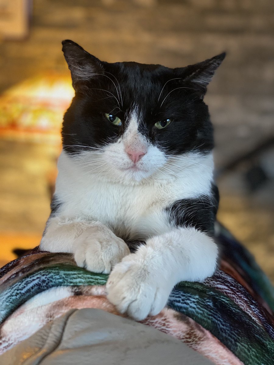 SpanielsSuper's tweet photo. @harry_puss1 Hello PussPuss 
I’m also PussPuss 
I used to be a feral cat but found a family &amp; honoured them by moving in, taking over their home &amp; bossing their dogs around!
Mum &amp; dad don’t like it when I bring friends home &amp; kill them 😤 #WhyNot #WhatsWrongWithIt #ItsFun #JustBeingACat https://t.co/mHEPf7T8vb