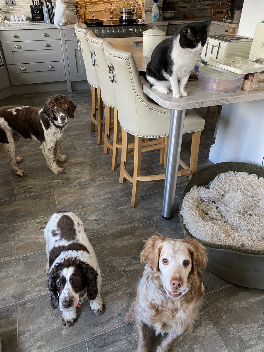 SpanielsSuper's tweet photo. @harry_puss1 Hello PussPuss 
I’m also PussPuss 
I used to be a feral cat but found a family &amp; honoured them by moving in, taking over their home &amp; bossing their dogs around!
Mum &amp; dad don’t like it when I bring friends home &amp; kill them 😤 #WhyNot #WhatsWrongWithIt #ItsFun #JustBeingACat https://t.co/mHEPf7T8vb