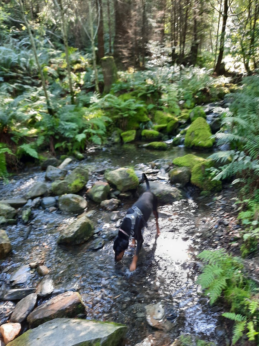 Beautiful day for a trail run through the trees up to #Doddwood summit.  #trailrunning #runningwithdogs #Cumbria #LakeDistrict  🏃🏻‍♀️🐕☀️