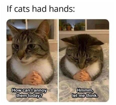 DoseOfCatto's tweet photo. Cattitude 🐱
#CatsOfTwitter #Meow
#Cat #Cats #Kitten #Kittens #DailyDoseOfCatto #DoseOfCatto #CuteCats #LifeOfCats
#FunnyCats #FunnyCatto https://t.co/oKRHVotyRQ