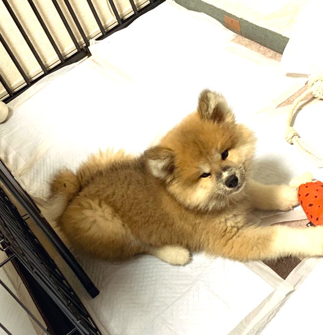 どんどん大きくなるのじゃ… 
