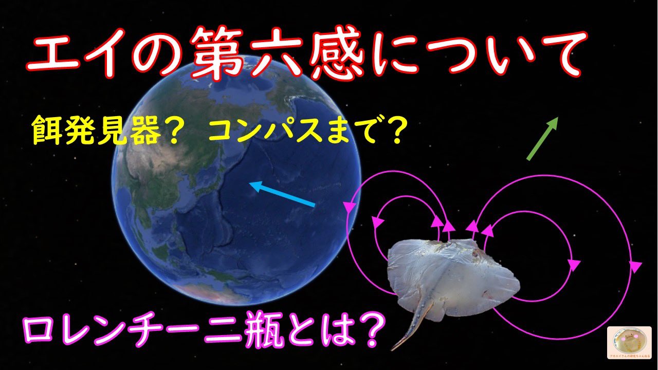 アカエイさん Marinebioris Twitter