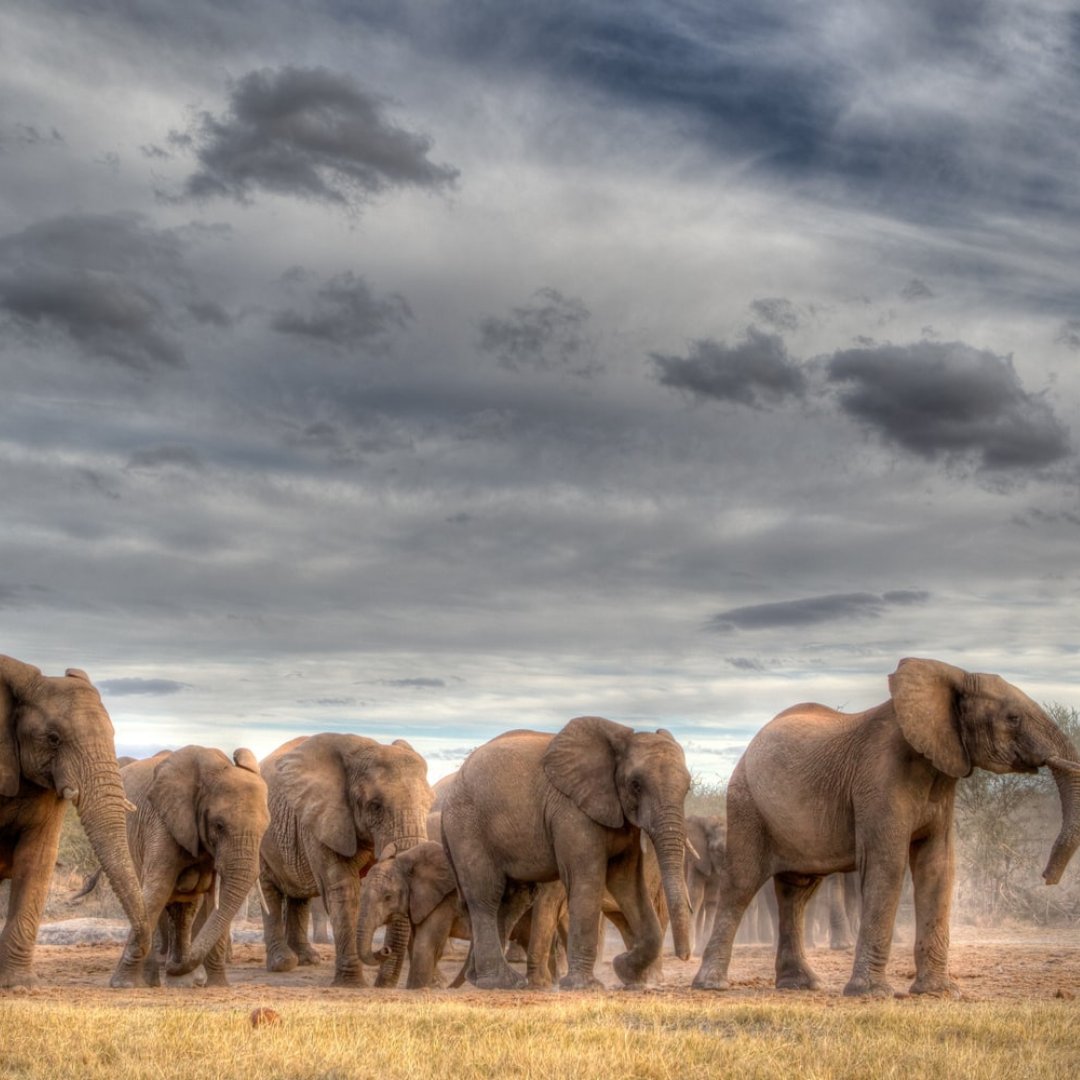 UNESCO's tweet photo. 1940: 🐘🐘🐘🐘🐘🐘🐘🐘 3M
1980: 🐘🐘🐘🐘 1.5M
2022: 🐘 < 500k

This #WorldElephantDay lets all reflect on the importance of conserving biodiversity. The time to act #ForNature is now. https://t.co/BiEa6TB17s