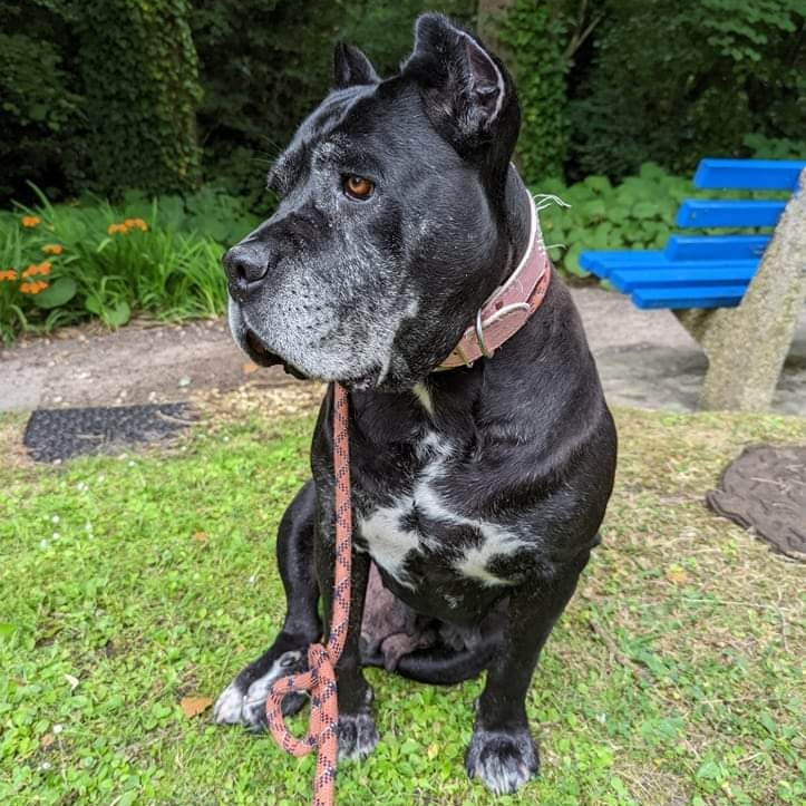 cardiffcouncil's tweet photo. Find out more about the lovely long-term resident dogs, pick up some Rescue Hotel merch, and some doggy goodies at the Cardiff Dogs Home open day this weekend!
📍 Westpoint Industrial Estate, Penarth Rd
📅 August 13th
⏰ 12-3pm
#Cardiff #DogsOfCardiff #CardiffDogs https://t.co/EQXLaPmmWR