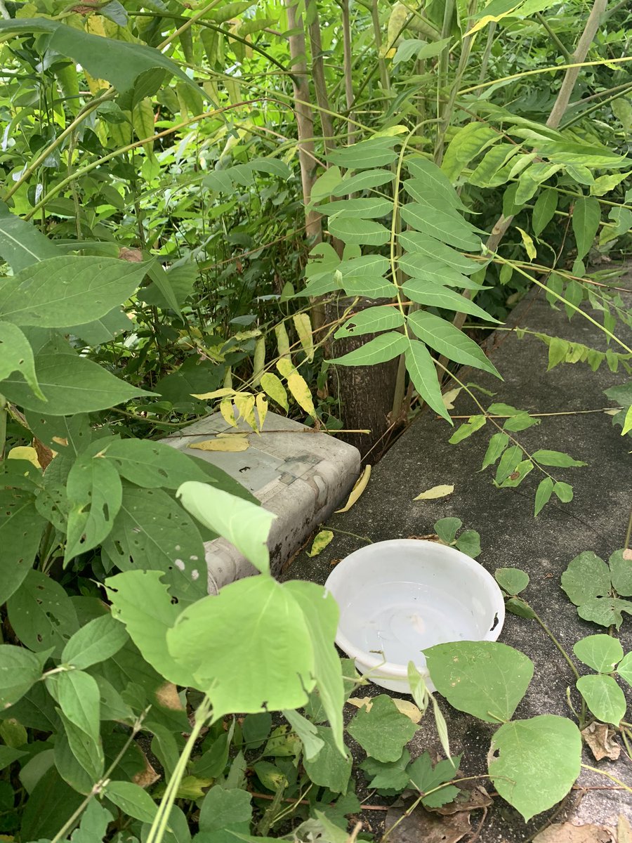 aue_cat's tweet photo. とっても草が生い茂っていますが餌場異常なしです！
本日もねこちゃんとは遭遇できず、、🥲 https://t.co/DfcDQkd8eN