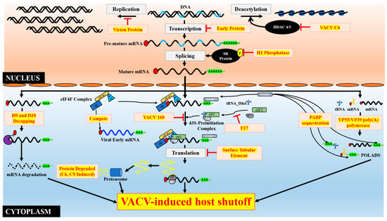 #EditorsChoice
#VacciniaVirus as a Master of Host Shutoff Induction: Targeting Processes of the Central Dogma and Beyond

📢by Pragyesh Dhungel, et al.
🎉Access the paper mdpi.com/2076-0817/9/5/…

#poxvirus
#VirusHostInteractions
#mRNAProcessing