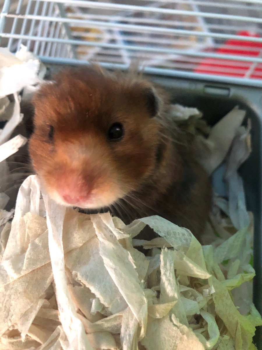 But it’s Friday … I’m allowed to stay in bed longer! 🐹😴 #FridayFeeling #hamster