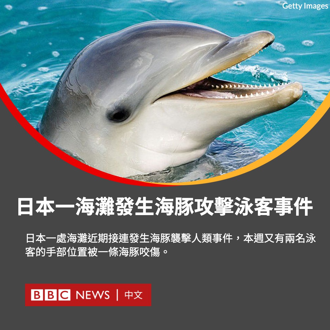 bbcchinese's tweet image. 日本福井市的Koshino海滩近期接连发生海豚袭击人类事件，本周又有两名泳客的手部位置被一条海豚咬伤。

当地报导指，8月11日早上，一名男士的两边手臂被咬，同一日下午，第二名男士的左手手指亦受伤。

当地官员认为，这只海豚已在今年夏天造成至少6宗袭击案。